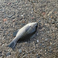 早朝からサビキ釣り