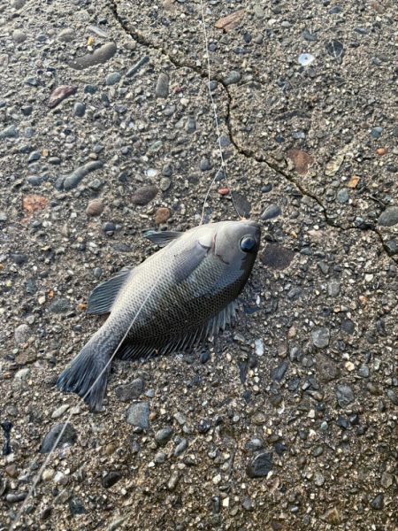 早朝からサビキ釣り