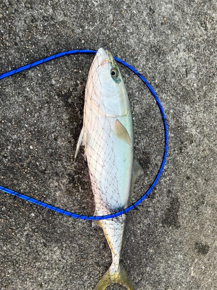 帰ろうとしたその時、ウグイがメジロに変身！！