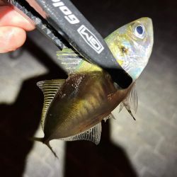 中アジは未だに