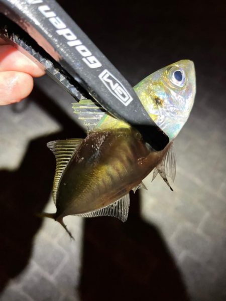 中アジは未だに