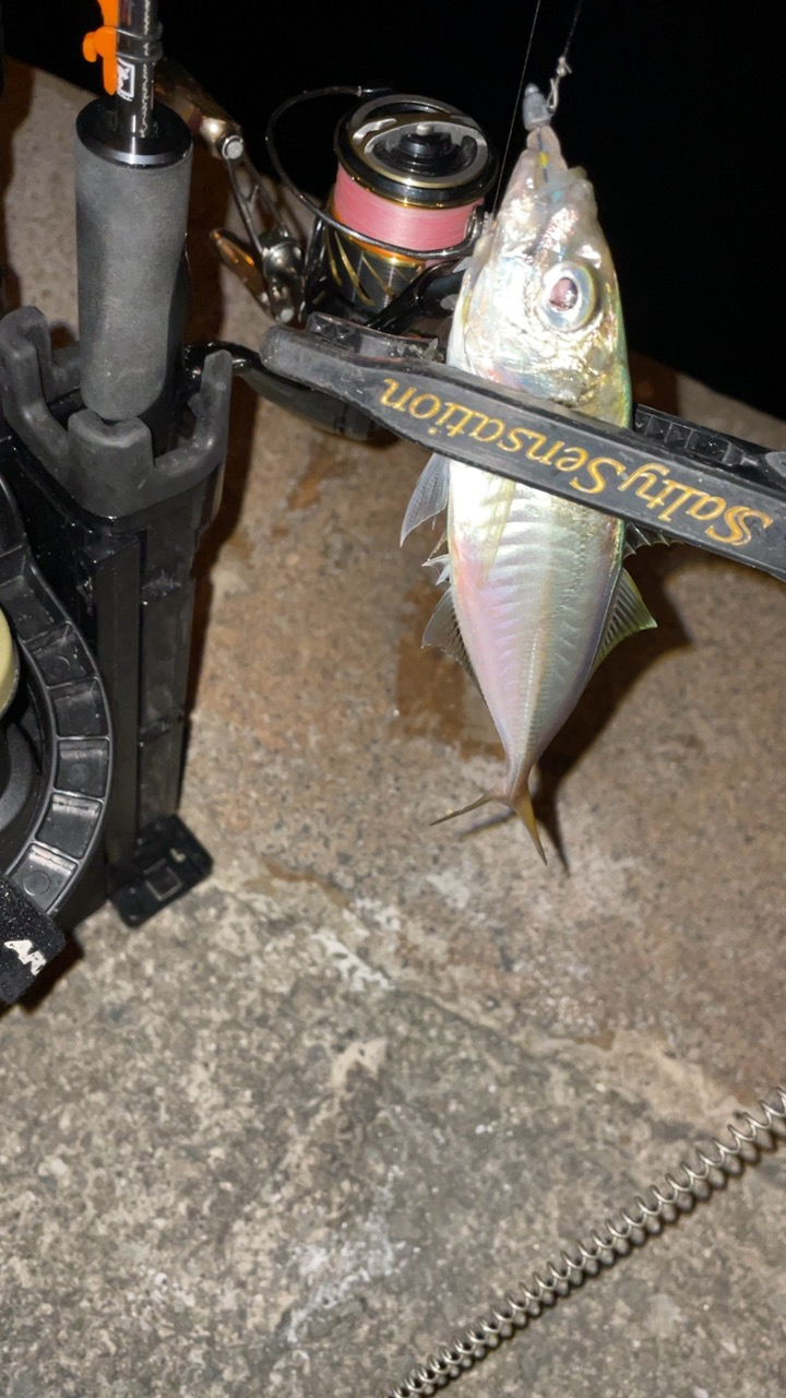 アジングナイト