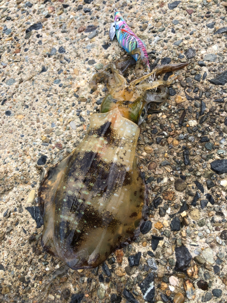 シャローに幸あり
