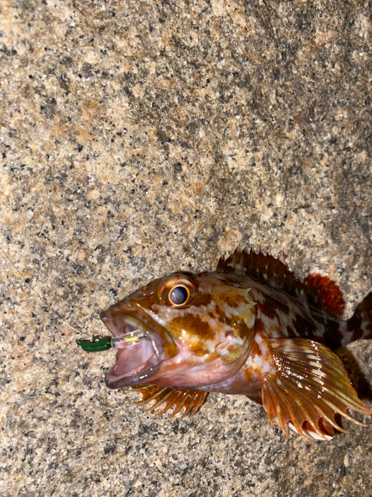 ロッド真っ二つ→ハマチ&メジロ→病院送り