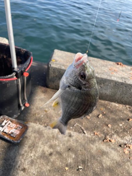 波止フカセでチヌ狙い