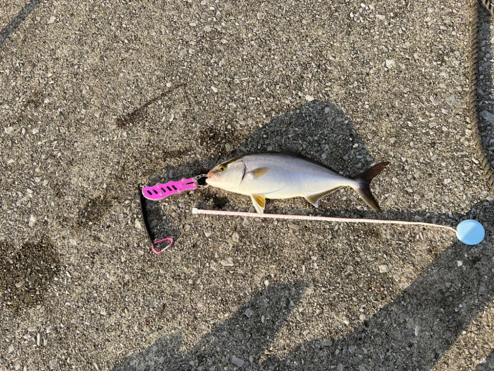 ボイル祭り!(笑)