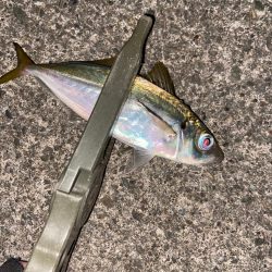 ようやく鳴門アジング