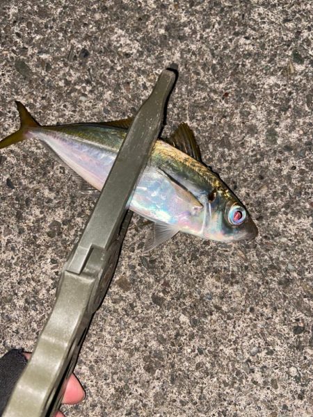 ようやく鳴門アジング