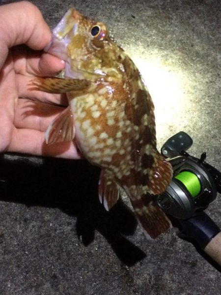 ベイトフィネスでライトロックフィッシュ