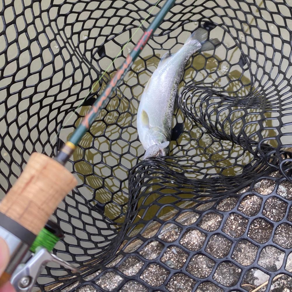 フィッシャーリゾート庄原コーホーめちゃ釣れる!