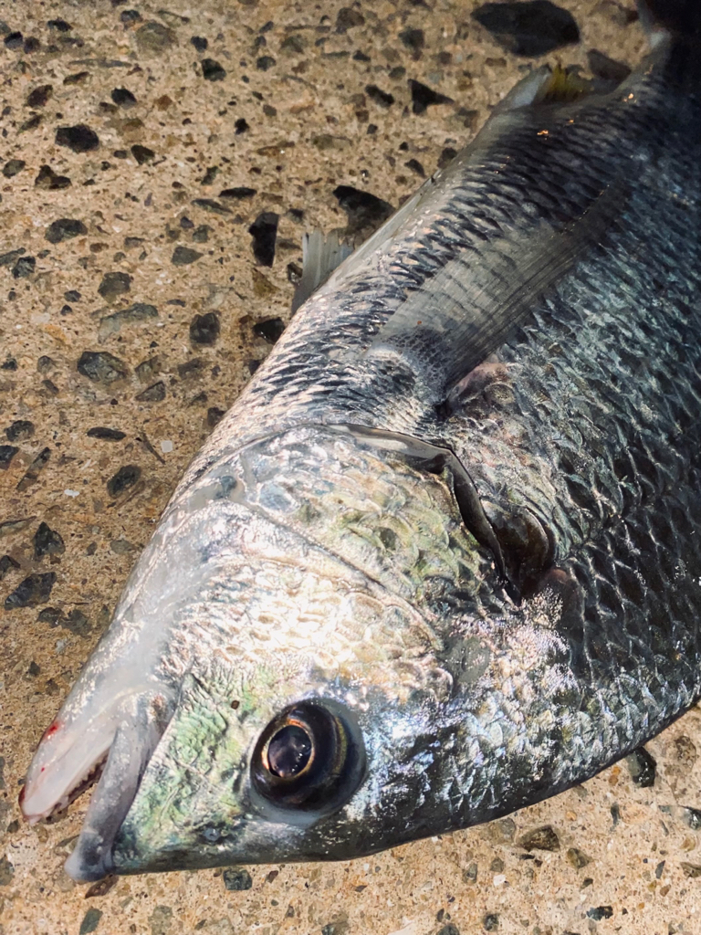 ヘチってきました