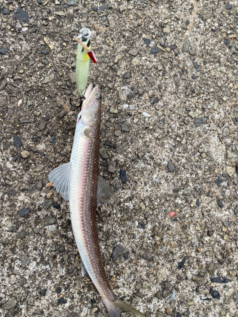 エソパラダイス