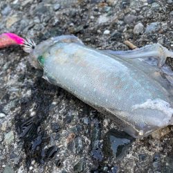 今季２杯目キロアップ