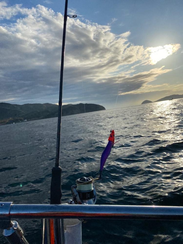 アオリイカキロ足らず