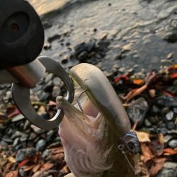 北湖のプリプリバス