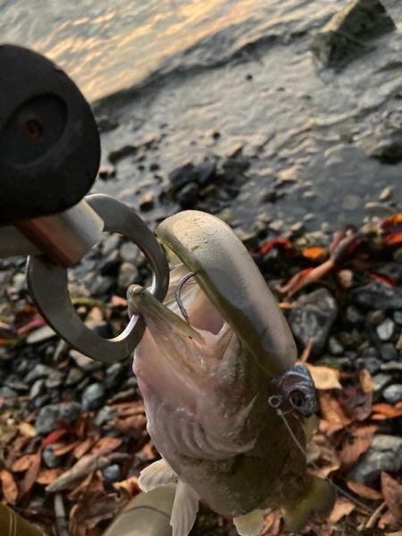 北湖のプリプリバス