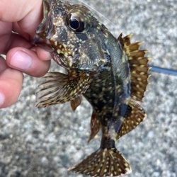 福井ライトゲーム