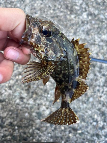 福井ライトゲーム