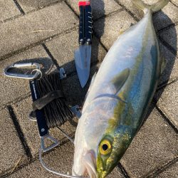 青牙掛けそ損じまくり。ハマチ44cm。。