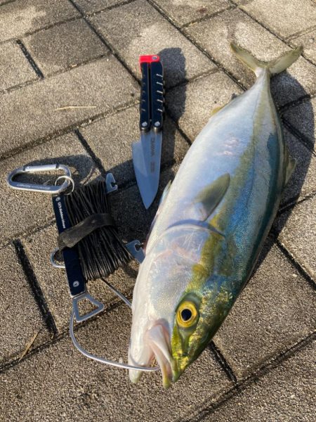 青牙掛けそ損じまくり。ハマチ44cm。。