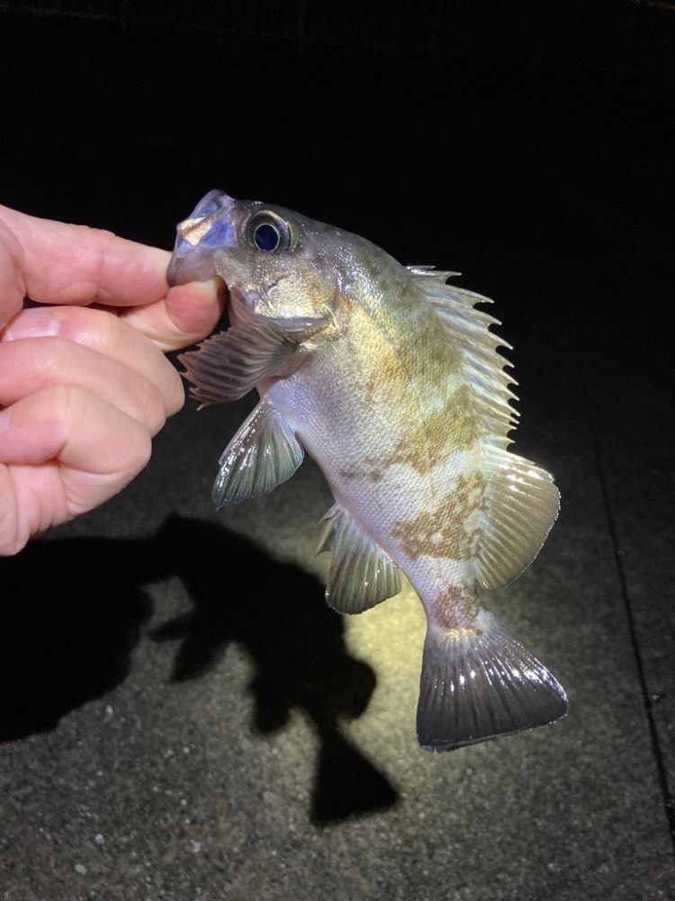 豆アジからのメバル