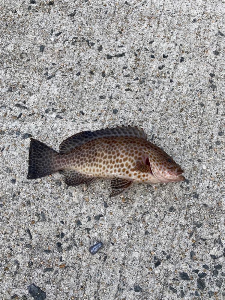 中紀にてエギング♪カワハギ♪