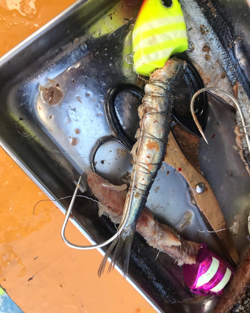 神戸沖タチウオ