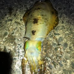 【若狭エリア】アオリイカ探し