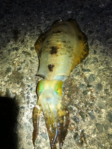 【若狭エリア】アオリイカ探し