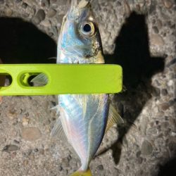 メバリング、アジング