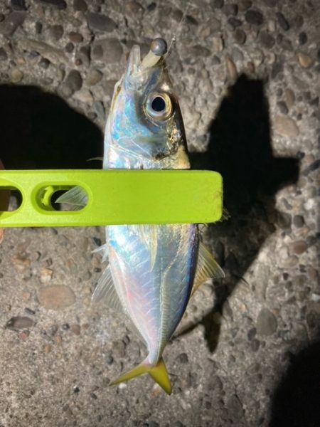 メバリング、アジング