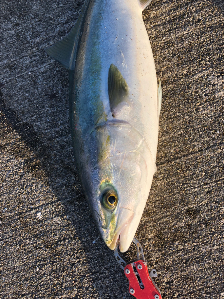 青物メジロが好調