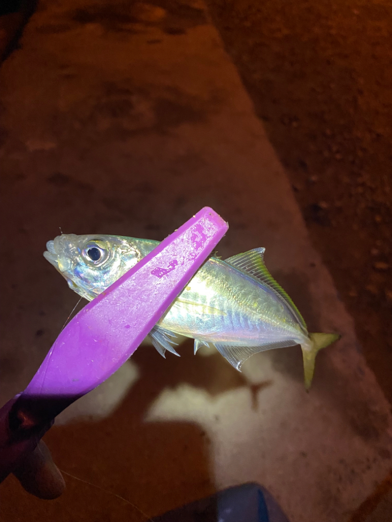 大阪湾奥アジング