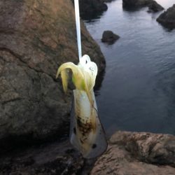 おそらく冬を越せないイカ達