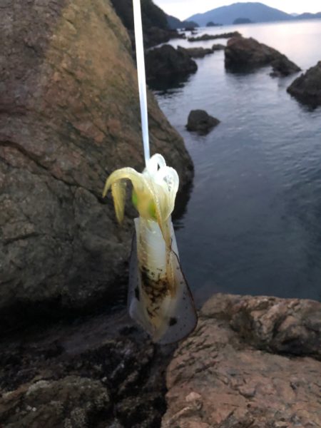 おそらく冬を越せないイカ達