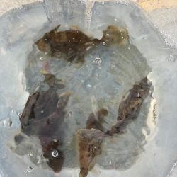 カワハギ好調太刀魚壊滅？