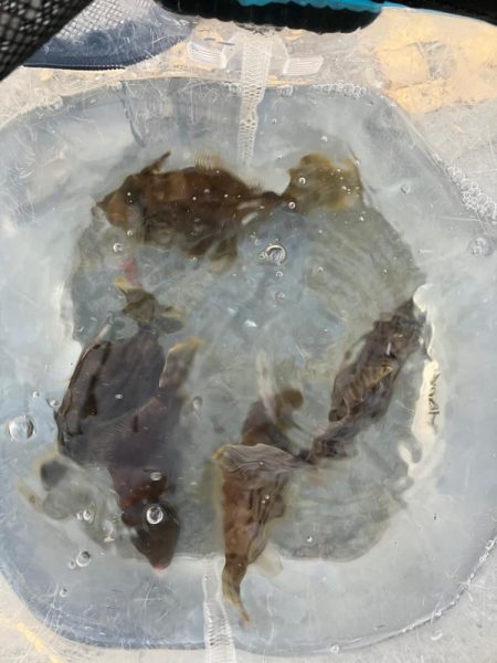 カワハギ好調太刀魚壊滅？