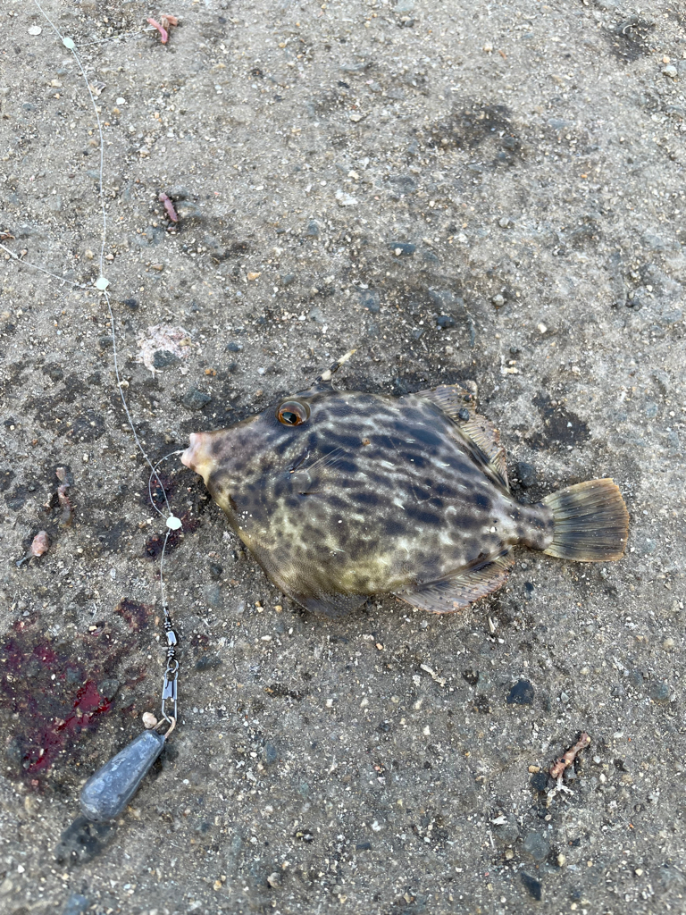 カワハギ難しい…けど楽しい！