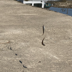 新ポイントで投げサビキに挑戦するも、、