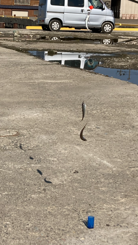 新ポイントで投げサビキに挑戦するも、、