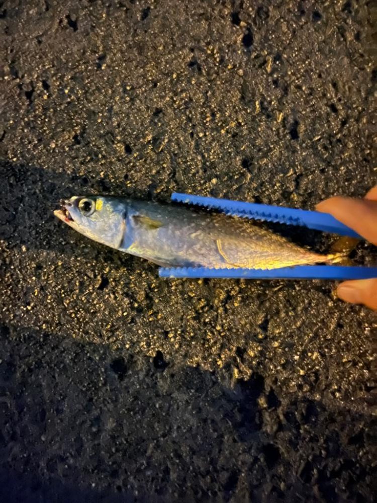 30cmのサバのみ😅
