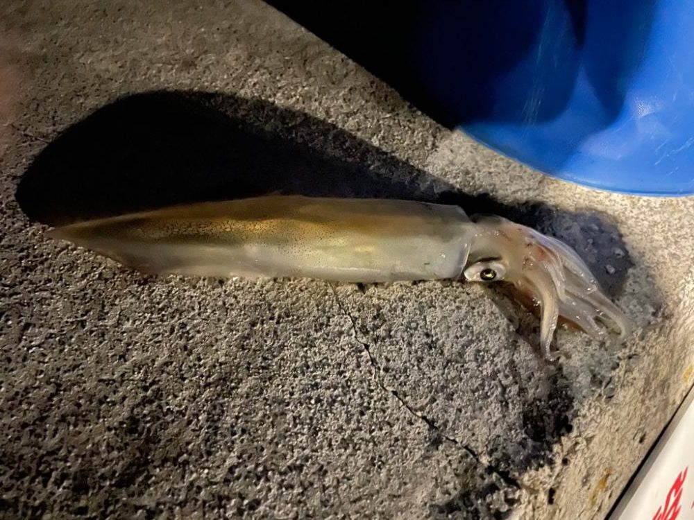 ロック〜エギング