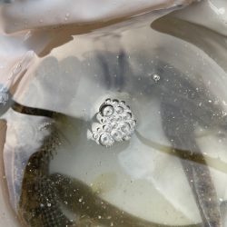 久々のハゼ釣り楽しい！