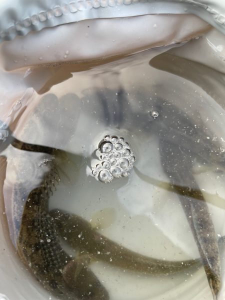 久々のハゼ釣り楽しい！