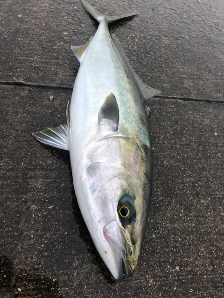 雨の中ブリが釣れました