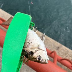 五目釣りでカワハギなど