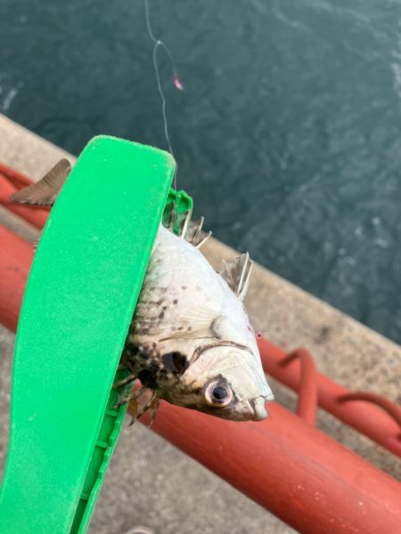 五目釣りでカワハギなど
