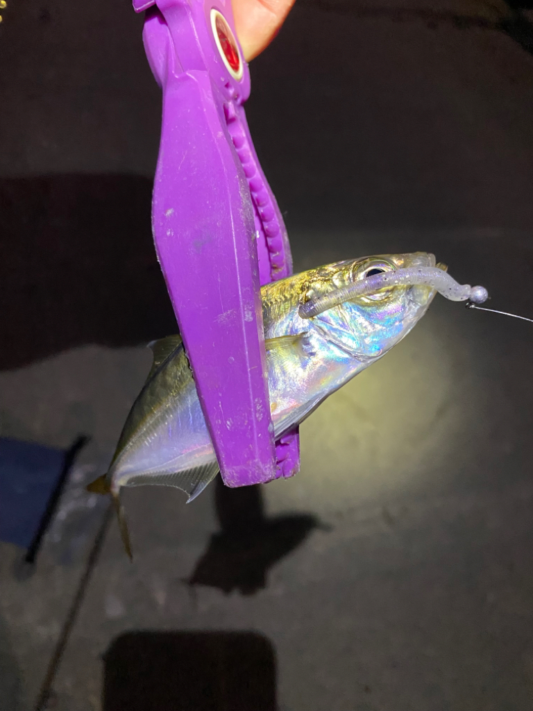 大阪湾奥アジング