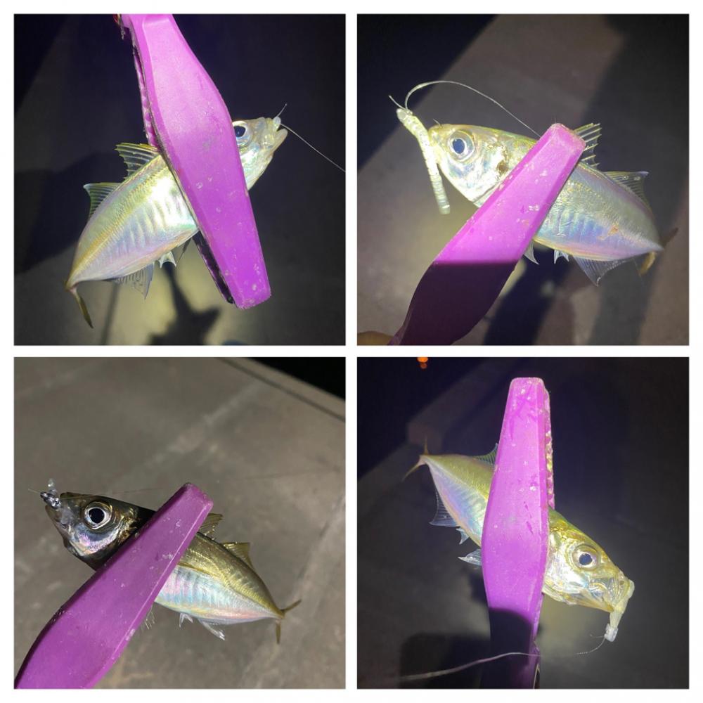 大阪湾奥アジング　ベイトアジング