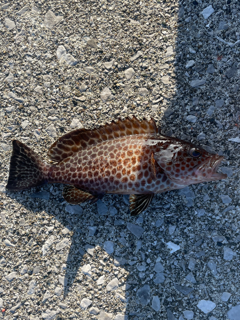 堤防グレ釣り(*^^*)